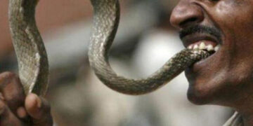 Arcot Range officer nabs 3 for biting off snake’s head and circulating on social media in Ranipet