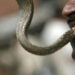 Arcot Range officer nabs 3 for biting off snake’s head and circulating on social media in Ranipet