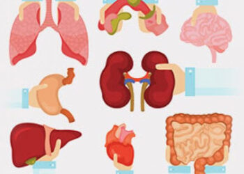 In a span of eight months in 2022, Gujarat reaches magical figure of 100 deceased organ donations