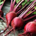 Sunday Special: Beetroot – boon to good health