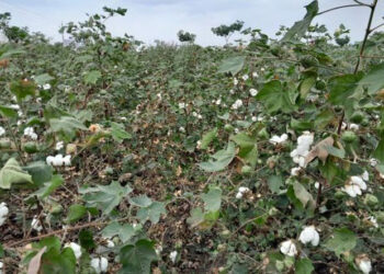 Godrej Agrovet launches umbrella brand PYNA for its selective cotton herbicide