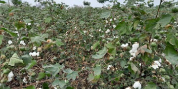 Godrej Agrovet launches umbrella brand PYNA for its selective cotton herbicide