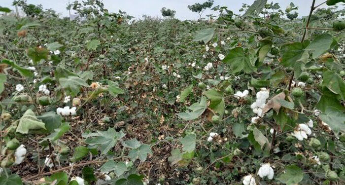 Godrej Agrovet launches umbrella brand PYNA for its selective cotton herbicide