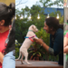 To celebrate love and adoption, iAdopt presents Paw-llywood Fest Season 2
