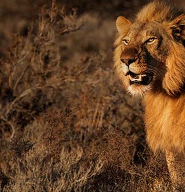 World Lion Day: Gujarat CM virtually launches ‘Sinh Suchna’ Web App