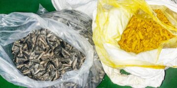 Customs & ICGs joint anti-smuggling operation yields seizure of 330 kg Sea Cucumber