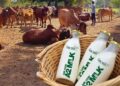 GauNeeti Organics hosts health, wellness talk to raise awareness on Gir cows’ A2 Milk’s benefits