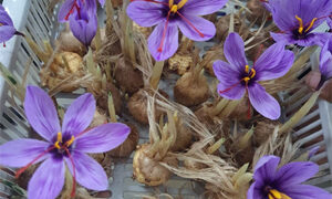 Swarrnim Incubation Center innovates Saffron farming in Gujarat through Aeroponics