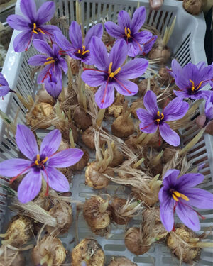 Swarrnim Incubation Center innovates Saffron farming in Gujarat through Aeroponics