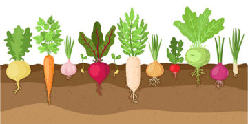 Sunday Special: Root vegetables to relish on weekends!