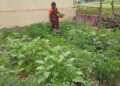 Under ACC’s kitchen garden program, Karnataka rural women reap good harvest of nutri food, sense of self-reliance