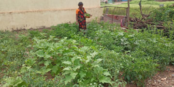 Under ACC’s kitchen garden program, Karnataka rural women reap good harvest of nutri food, sense of self-reliance