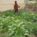 Under ACC’s kitchen garden program, Karnataka rural women reap good harvest of nutri food, sense of self-reliance
