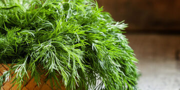 Global gastronomy for family health: Delicacies using Dill Leaves