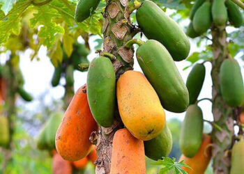 Sunday Special: Delicacies using Papaya