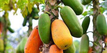 Sunday Special: Delicacies using Papaya