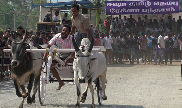 First-ever Rekla Race at Isha Yoga Center adds flair to Tamil Thembu Celebrations