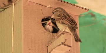 Expanding from 100 to 300 villages, Srinivasan Trust’s Sparrow Conservation Programme takes off!