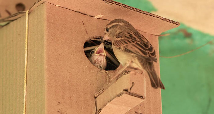 Expanding from 100 to 300 villages, Srinivasan Trust’s Sparrow Conservation Programme takes off!