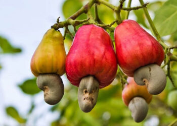 Sunday Special: Calling On Cashew Nuts!