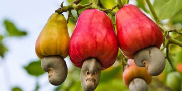 Sunday Special: Calling On Cashew Nuts!