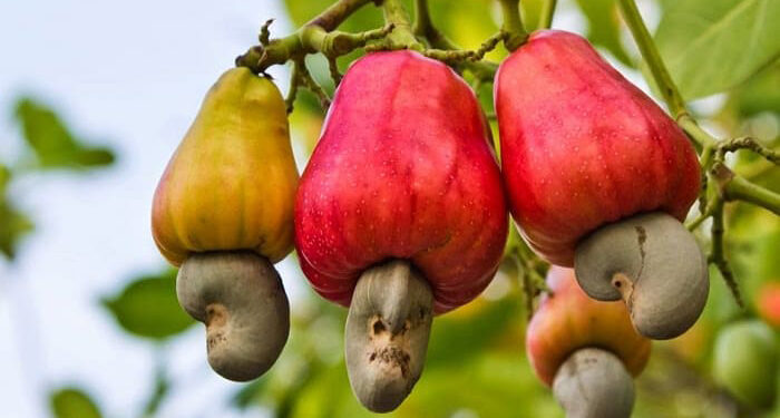 Sunday Special: Calling On Cashew Nuts!
