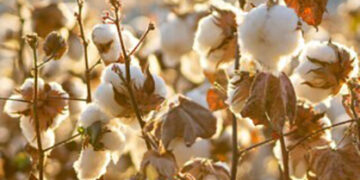 Cotton Council International unites industry leaders to weave India-US cotton trade relations