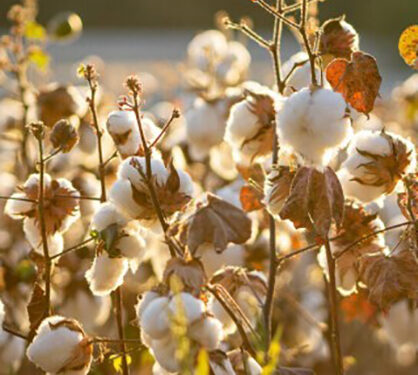 Cotton Council International unites industry leaders to weave India-US cotton trade relations