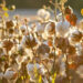 Cotton Council International unites industry leaders to weave India-US cotton trade relations