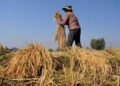 Kharif Crops: Govt raises paddy MSP by Rs 117 to Rs 2,300 per quintal for 2024-25