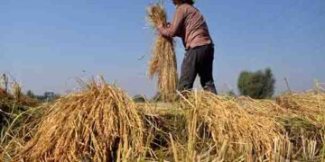 Kharif Crops: Govt raises paddy MSP by Rs 117 to Rs 2,300 per quintal for 2024-25