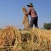 Kharif Crops: Govt raises paddy MSP by Rs 117 to Rs 2,300 per quintal for 2024-25