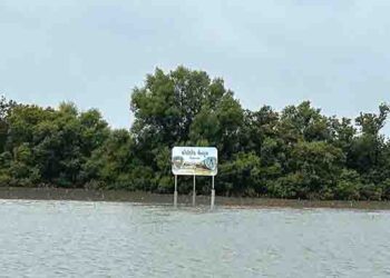 30 yrs on, Gujarat protects coastal ecosystem with 1,175 sq km mangrove cover