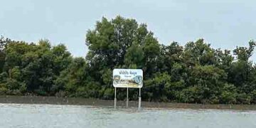 30 yrs on, Gujarat protects coastal ecosystem with 1,175 sq km mangrove cover