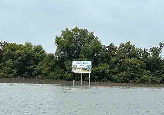 30 yrs on, Gujarat protects coastal ecosystem with 1,175 sq km mangrove cover