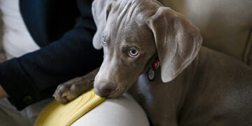 Sheraton Grand Chennai Resort and Spa, Mahabalipuram introduces pet-friendly policy