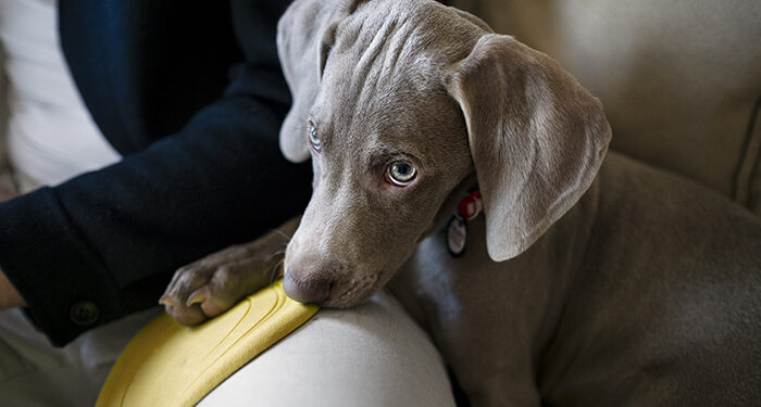 Sheraton Grand Chennai Resort and Spa, Mahabalipuram introduces pet-friendly policy