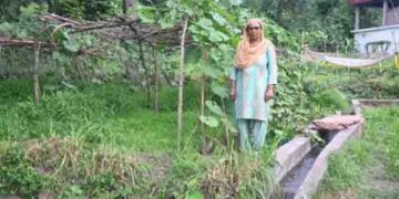 Adani Foundation at ACC Gagal boosts agri produce for rural farmers in HP
