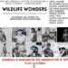Youth Serve Foundation extends ‘Wildlife Wonders’, a photo expo, till Sunday