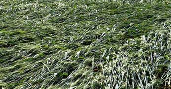 Cong seeks Rs 10K-cr relief package for August rain-hit farmers, Gujarat govt announces Rs 1,419 cr
