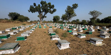 Honey Revolution: Bee keeping creates new opportunities, empowering rural folks