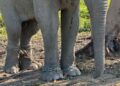 Vantara to offer chain-free haven for 20 elephants rescued from exploitative logging industry in Arunachal