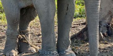 Vantara to offer chain-free haven for 20 elephants rescued from exploitative logging industry in Arunachal