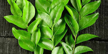 Quintessential ingredient in Indian cuisine: The Curry Leaf