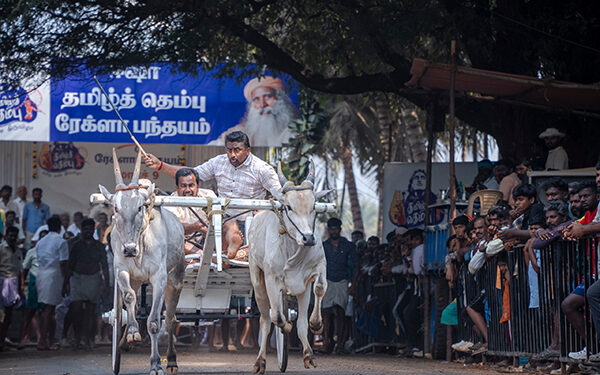 Thundering Hooves and Racing Carts: Rekla Race electrifies Tamil Thembu Festival!