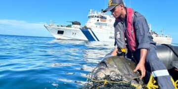 Operation Olivia: ICG protects over 6.98 lakh Olive Ridley Turtles along Odisha Coastline