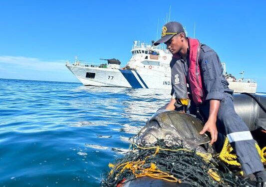 Operation Olivia: ICG protects over 6.98 lakh Olive Ridley Turtles along Odisha Coastline