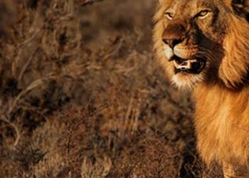 16th lion population estimation: PM hails the efforts being made under ‘Project Lion’ in Gujarat
