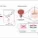IITGN researchers develop smarter drugs to overcome treatment resistance in prostate cancer