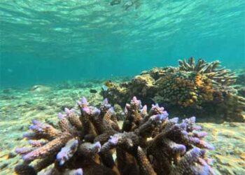 Of coral reefs and climate change: How carbonate factories and currents shape Lakshadweep’s future